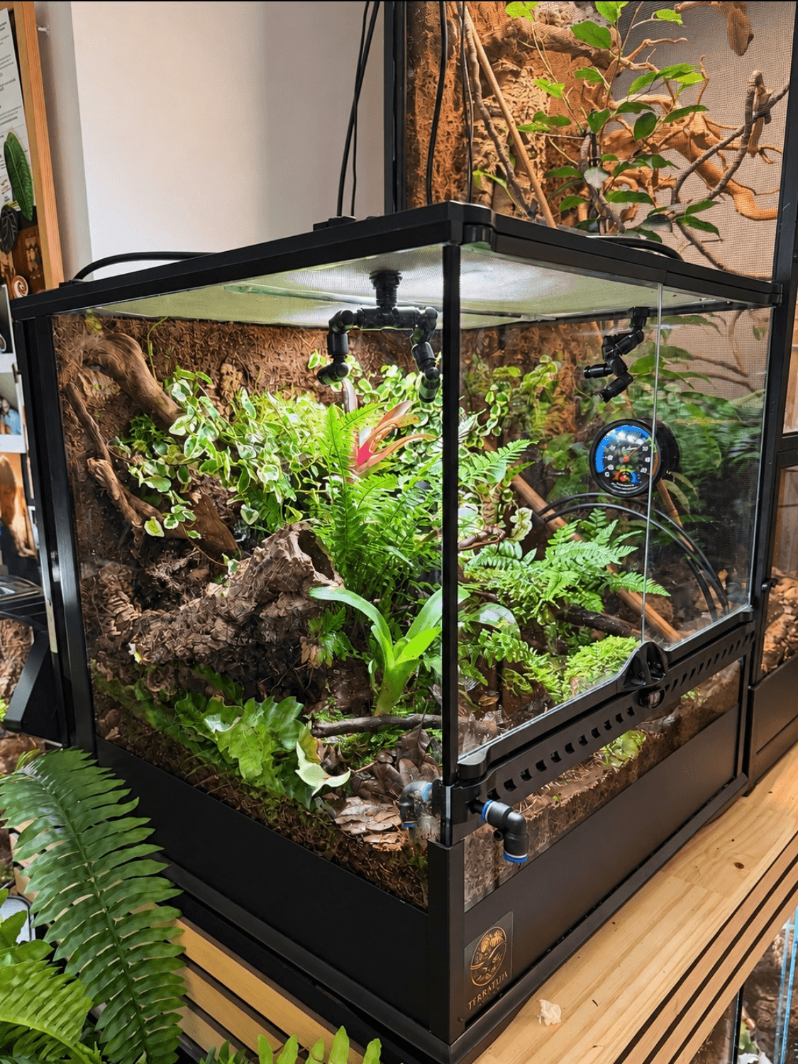 Terrarium Exo Terra de 45 × 45 × 45 cm, modifié et aménagé avec un décor naturel et végétalisé.